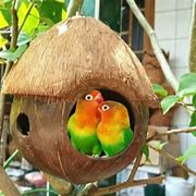 Cara Membuat Glodok Lovebird Dari Batok Kelapa